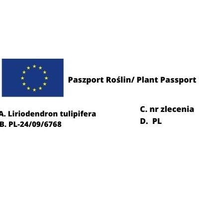 TULIPANOWIEC AMERYKAŃSKI Liriodendron tulipifera  art. nr 1050